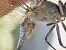 Orthetrum coerulescens © Fausto Leandri