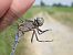 Orthetrum coerulescens © Fausto Leandri