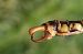 Onychogomphus forcipatus © Fausto Leandri