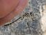 Selysiothemis nigra  - Fausto Leandri