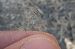 Selysiothemis nigra  - Fausto Leandri