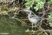 Airone cenerino (Ardea cinerea) © Paolo Deimichei