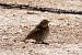 Tordo bottaccio (Turdus philomelos) © Paolo Deimichei