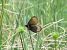 Erebia flavofasciata © Luca Bergamaschi