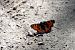 Aglais urticae © Lino Veronesi