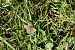 Erynnis tages © Lino Veronesi
