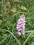 Dactylorhiza majalis © Gianpaolo Corti