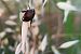 Popillia japonica © Monica Artale