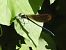 Calopteryx virgo © Massimo Tassinari