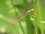 Ceriagrion tenellum © Massimo Tassinari