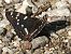 Limenitis populi  - Massimo Tassinari