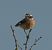 Stiaccino (Saxicola rubetra) © Vito Giovanni Santantonio