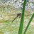 Anax parthenope © Elvire Laurens