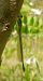 Odonata sp. © Elvire Laurens