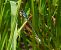 Lestes dryas © Elvire Laurens