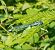 Coenagrion puella © Elvire Laurens