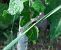 Coenagrion scitulum © Elvire Laurens
