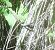 Libellula depressa  - Elvire Laurens