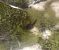 Amphibian sp. (Amphibia sp.) © Elvire Laurens