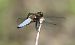 Libellula depressa © Fabio Angeli