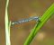 Coenagrion puella © Fabio Angeli