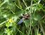 Plattbauch (Libellula depressa) © Fabio Angeli