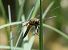 Libellula quadrimaculata  - Fabio Angeli