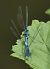 Coenagrion puella  - Fabio Angeli