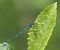 Coenagrion puella  - Fabio Angeli