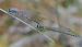 Coenagrion puella © Fabio Angeli