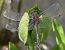 Leucorrhinia dubia  - Fabio Angeli