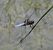Libellula depressa © Fabio Angeli