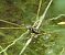 Libellula depressa © Fabio Angeli