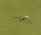 Libellula depressa © Fabio Angeli