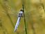 Orthetrum brunneum  - Fabio Angeli