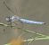 Orthetrum brunneum  - Fabio Angeli