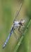 Orthetrum brunneum  - Fabio Angeli