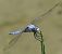 Orthetrum brunneum © Fabio Angeli