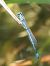 Coenagrion puella © Fabio Angeli