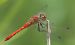 Sympetrum sanguineum  - Fabio Angeli