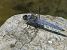 Orthetrum brunneum  - Fabio Angeli