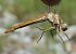 Orthetrum brunneum © Fabio Angeli