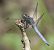 Orthetrum coerulescens  - Fabio Angeli