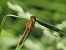 Sympetrum sanguineum  - Fabio Angeli