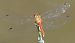 Sympetrum sanguineum  - Fabio Angeli