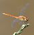 Sympetrum sanguineum  - Fabio Angeli