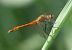 Sympetrum sanguineum © Fabio Angeli