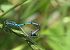 Coenagrion puella  - Fabio Angeli