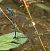 Coenagrion puella  - Fabio Angeli