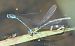 Coenagrion puella © Fabio Angeli